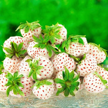 Клубника ананасовая